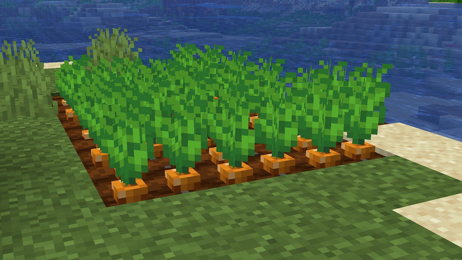 Carrots can now be used to tame and heal horses, donkeys, and mules (Image via Sportskeeda Gaming || Mojang Studios)